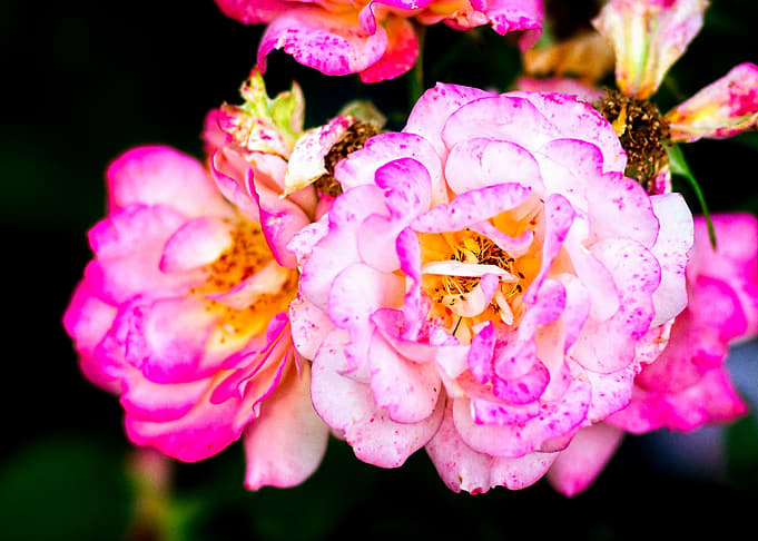 Pink Rose Smooth Sunny Day