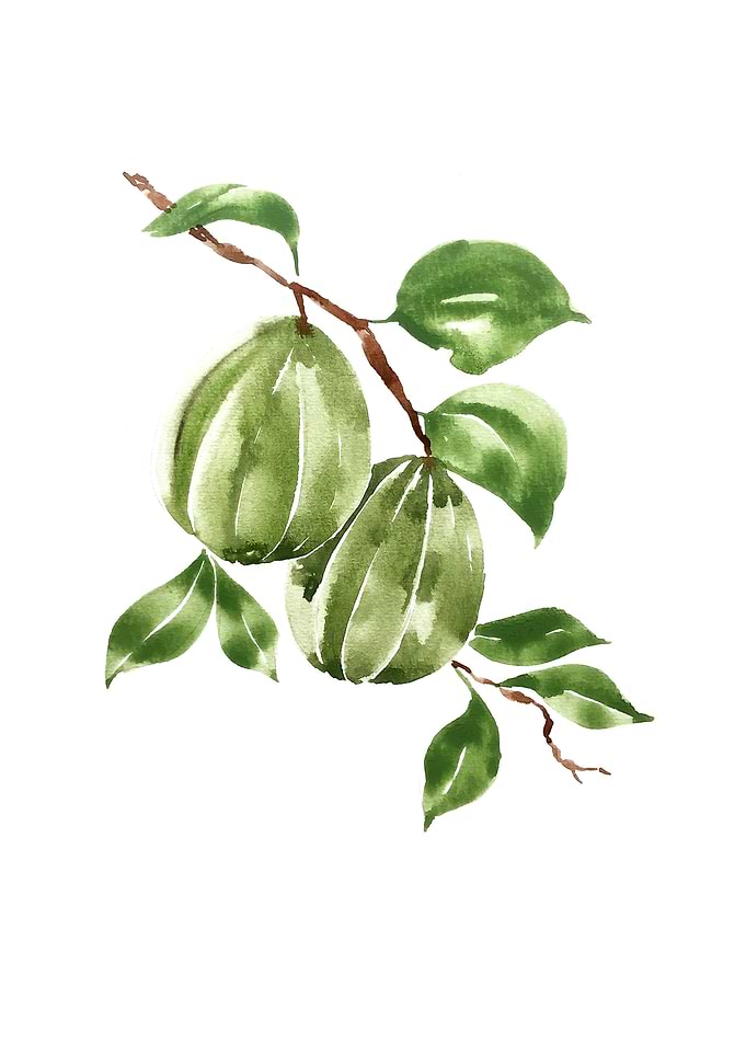Botanical