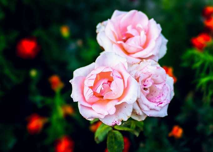 Pink Freckled Rose Flowers