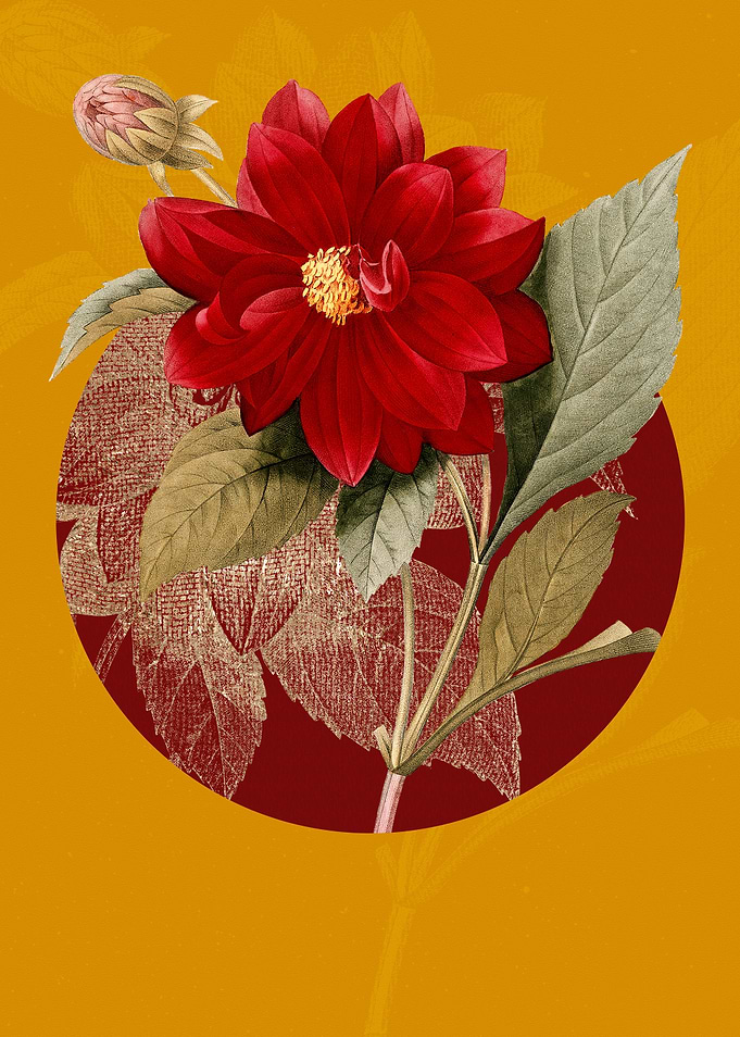 Vintage Double Dahlias