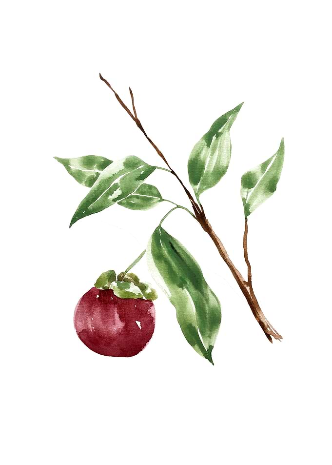 Botanical