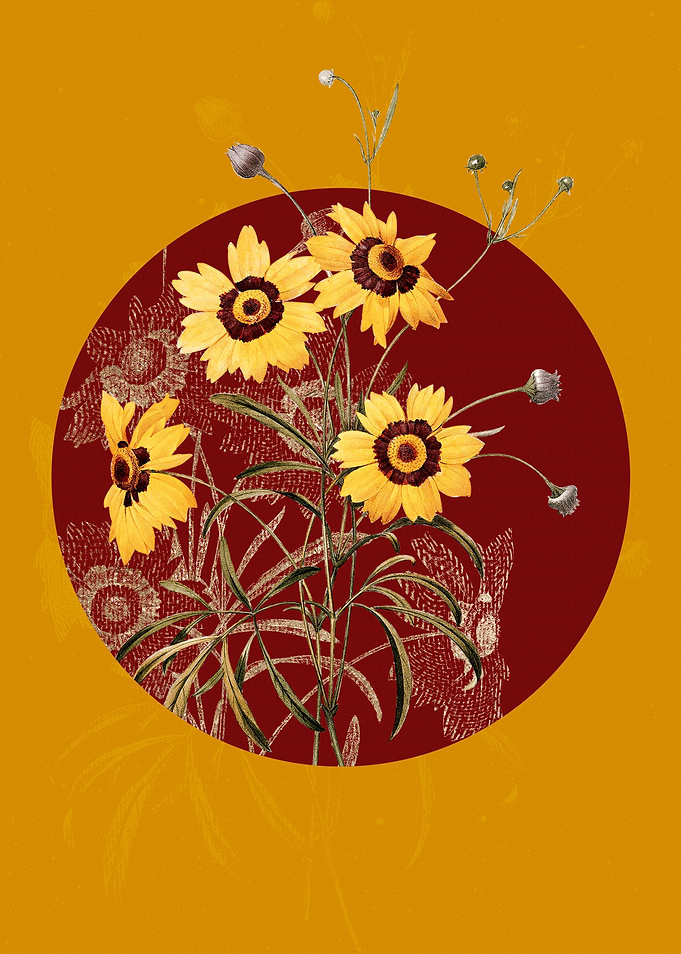 Vintage Coreopsis Elegans