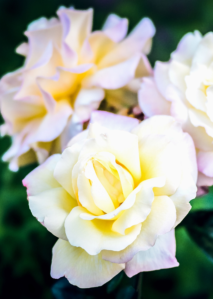 Three Yellow Rose Flowers