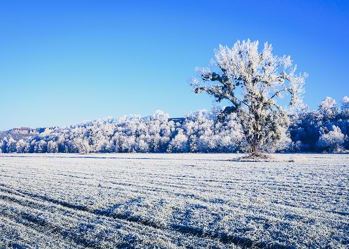 winter landscape
