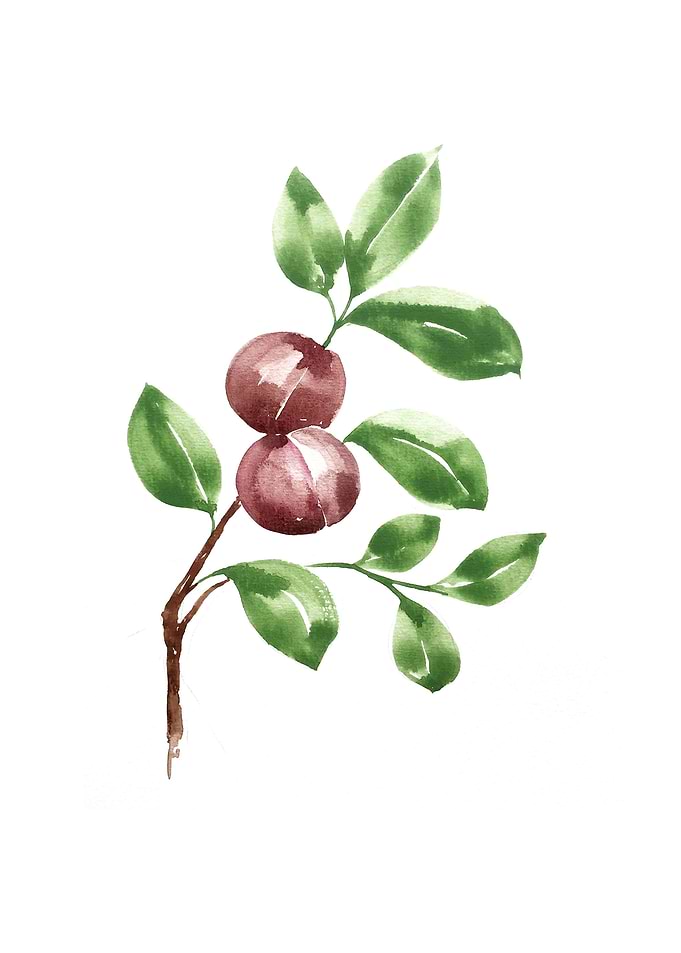 Botanical
