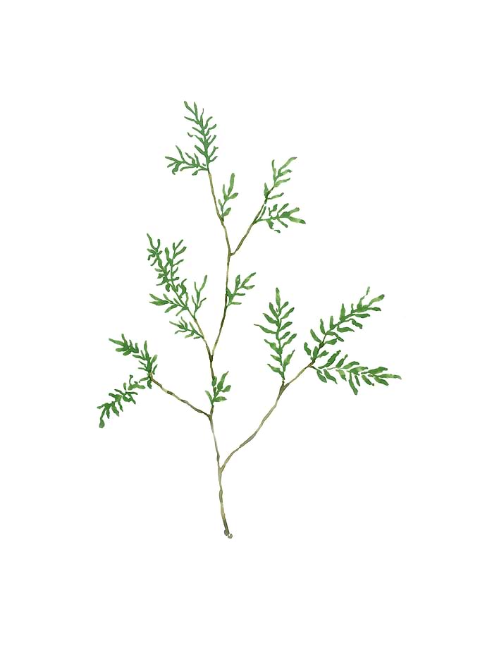 Botanical