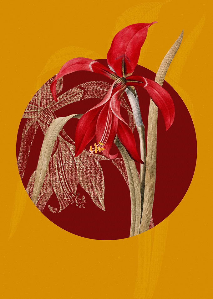 Vintage Amaryllis Flower