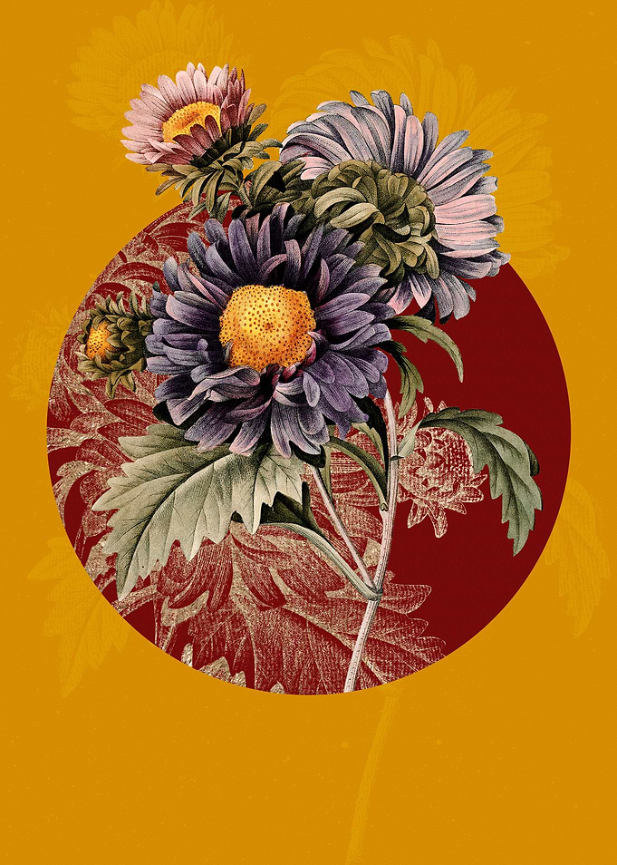 Vintage China Aster