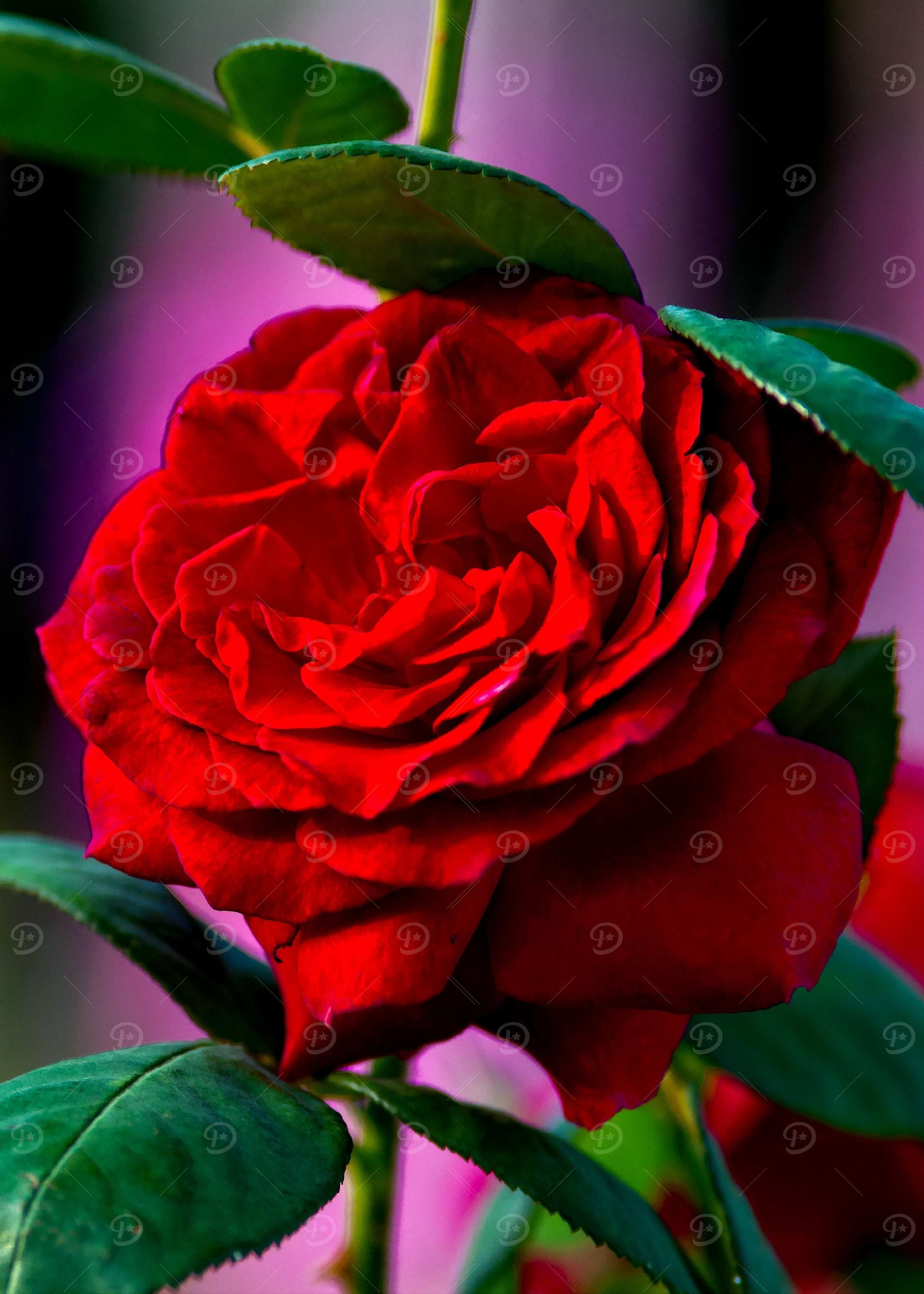 Stunning Chic Red Rose