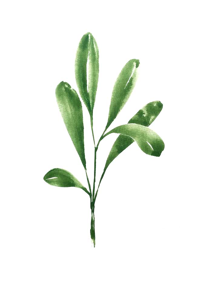 Botanical