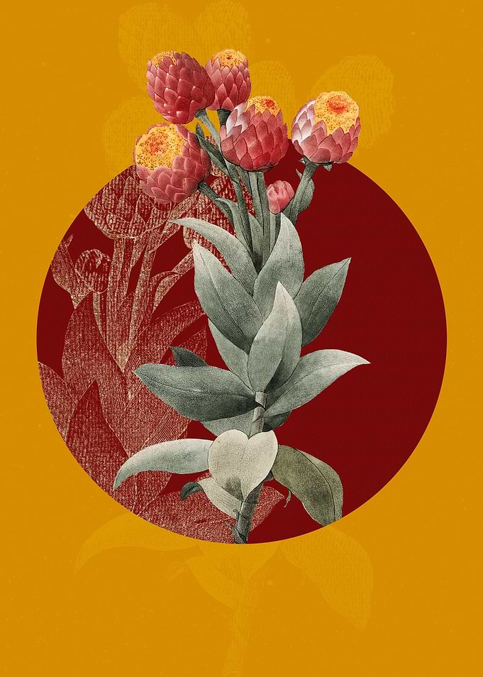 Vintage Cudweeds Flowers