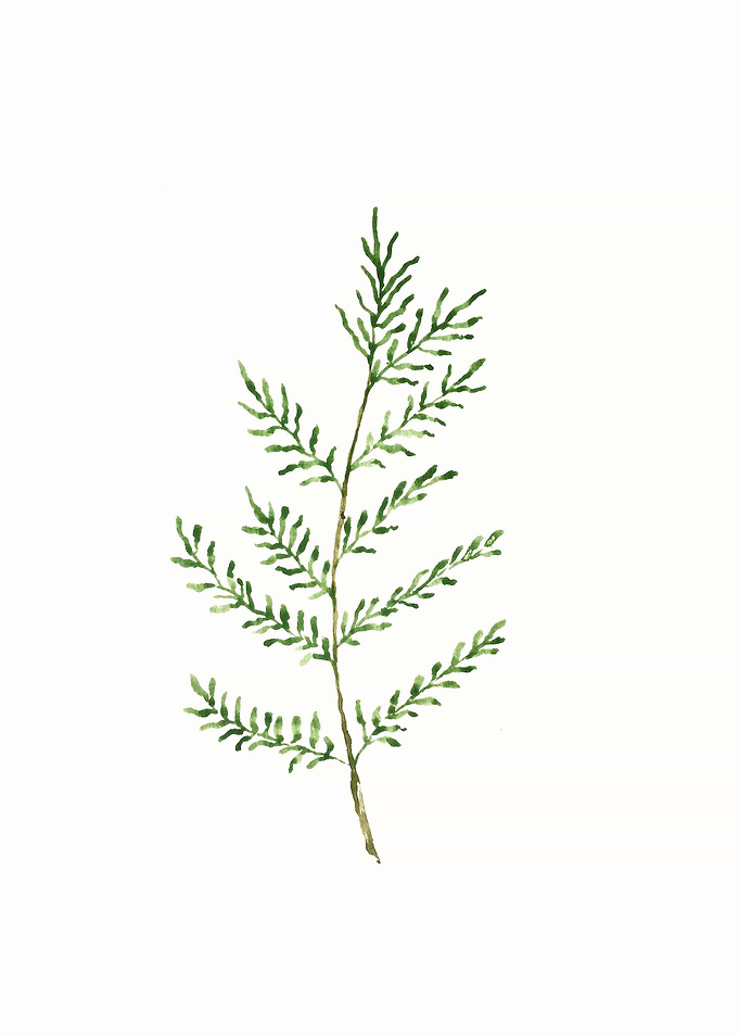 Botanical