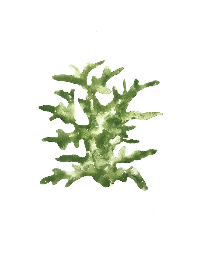 Botanical