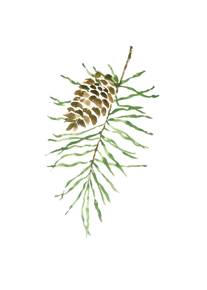 Botanical