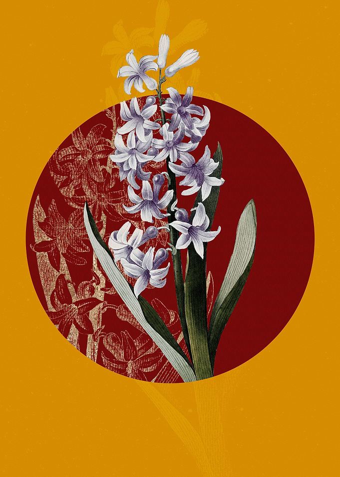 Vintage Dutch Hyacinth
