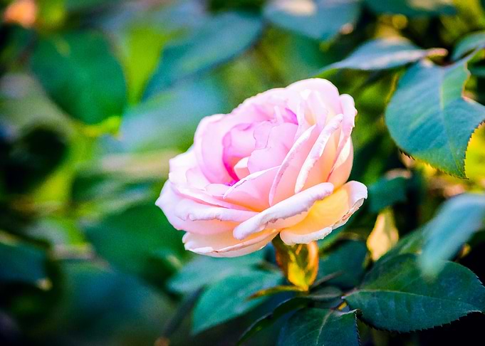 Delicate Pink Rose Flower