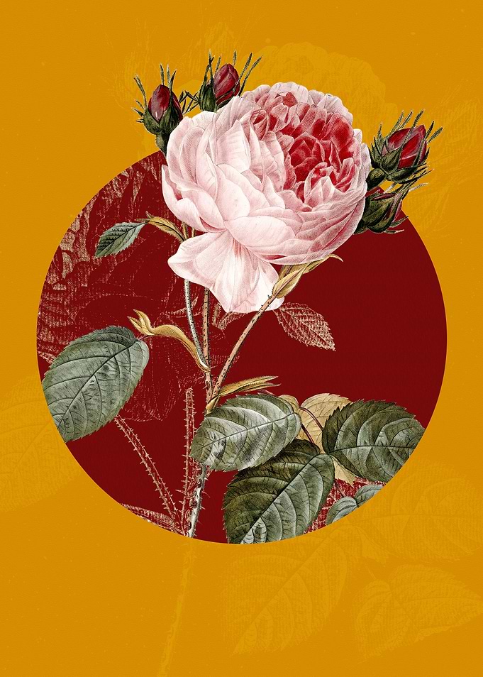Vintage Centifolia Roses
