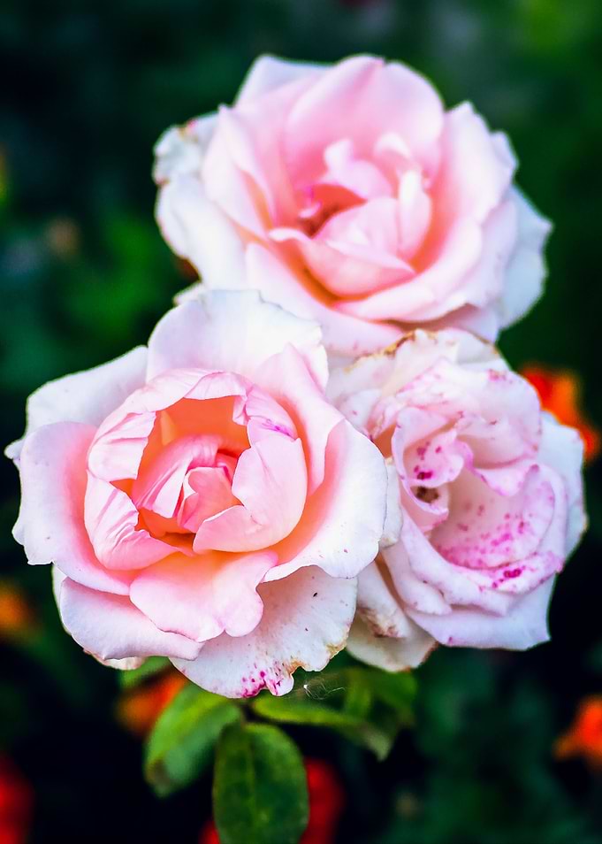 Pink Freckled Rose Flowers