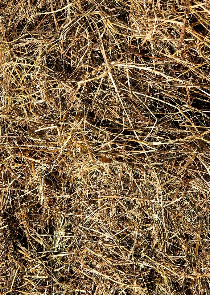 Dry Grass Hay Texture