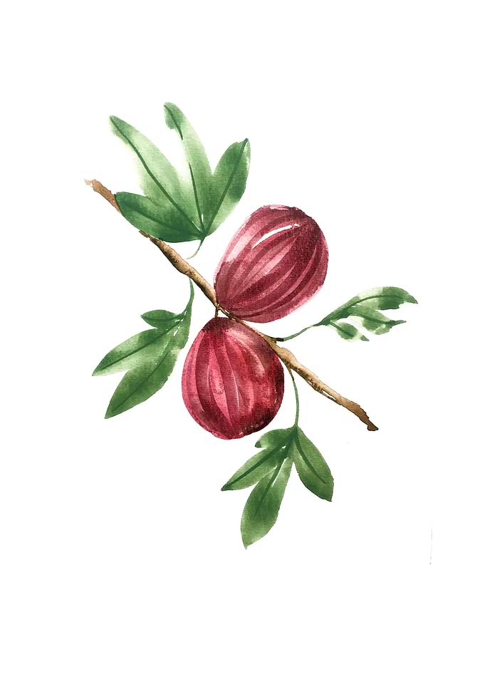 Botanical