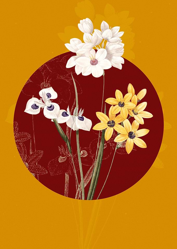 Vintage Corn Lily Drawing