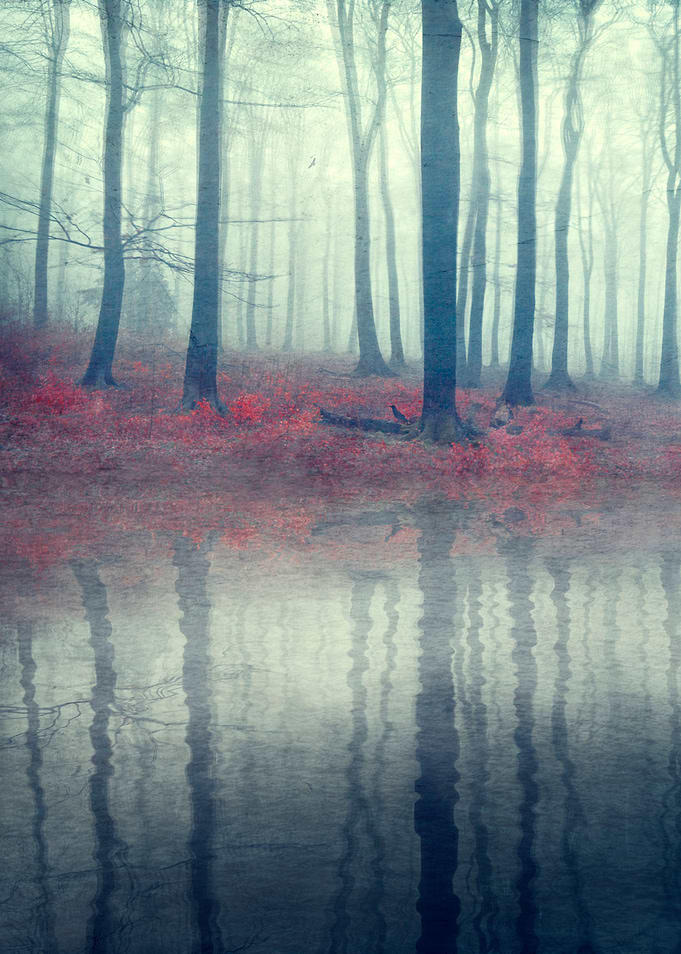 Forest of Illusions