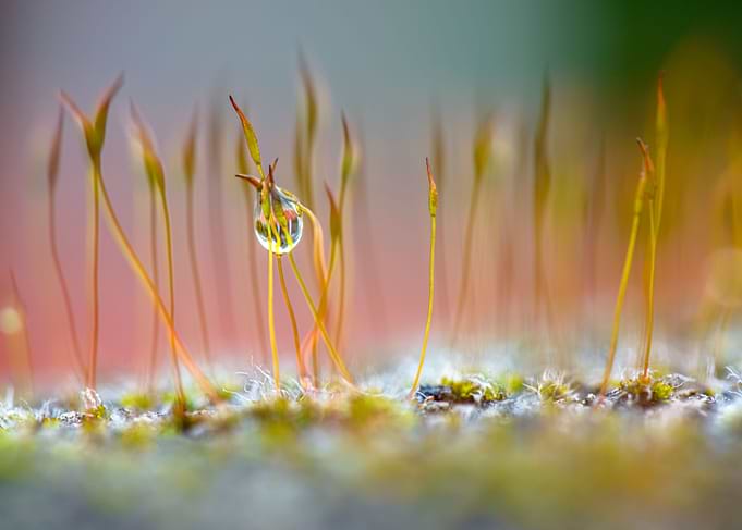 Droplet