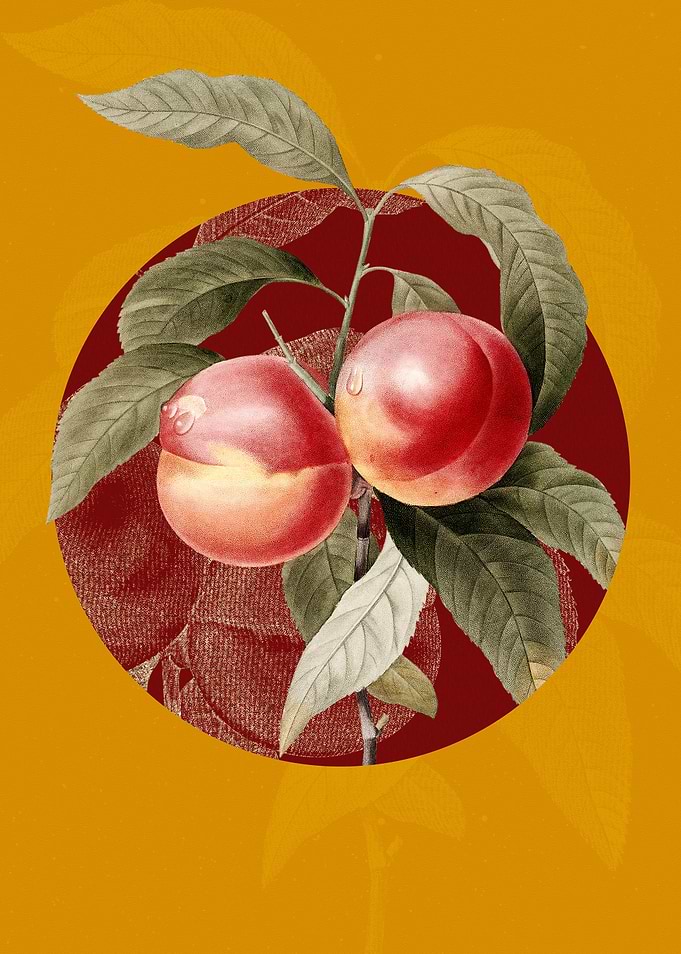 Vintage Peach Illustration