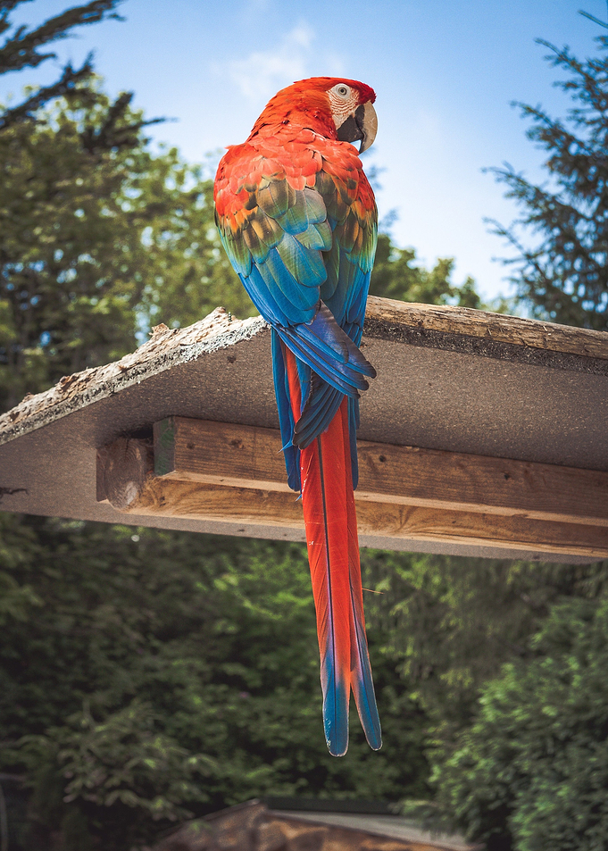 scarlet macaw