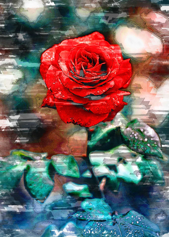 Close Up Rose Blossom 3