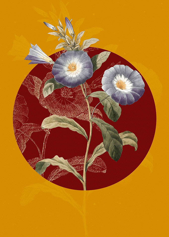 Field Bindweed
