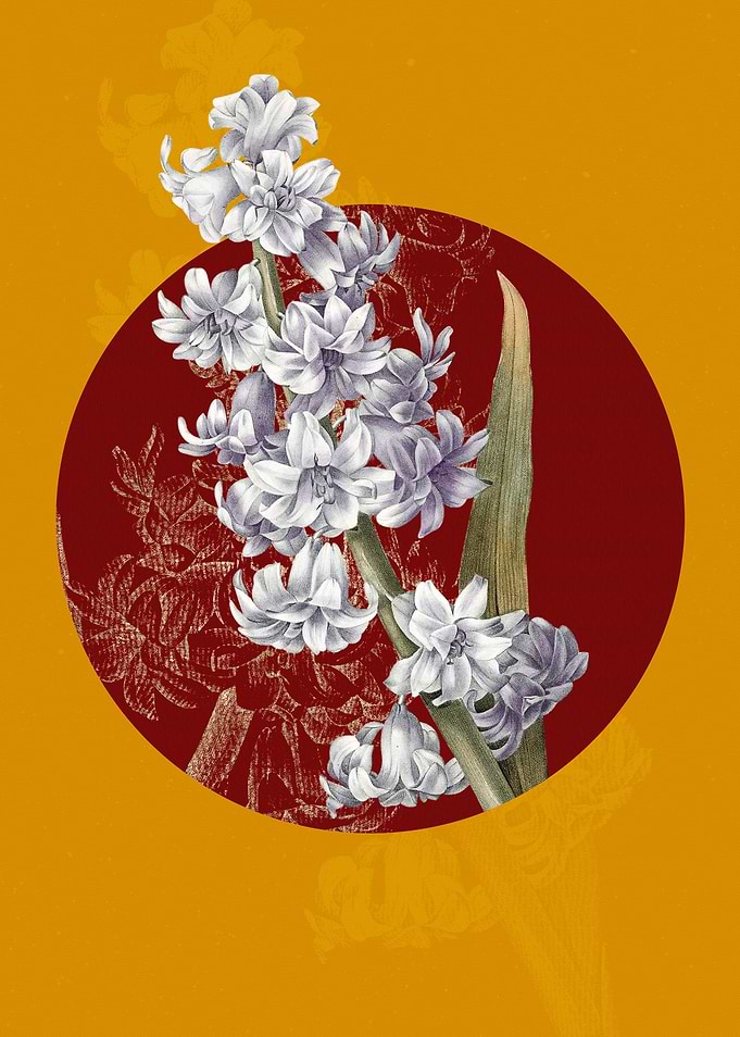 Hyacinth