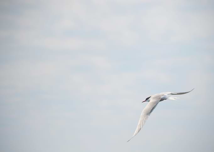Bird Flight