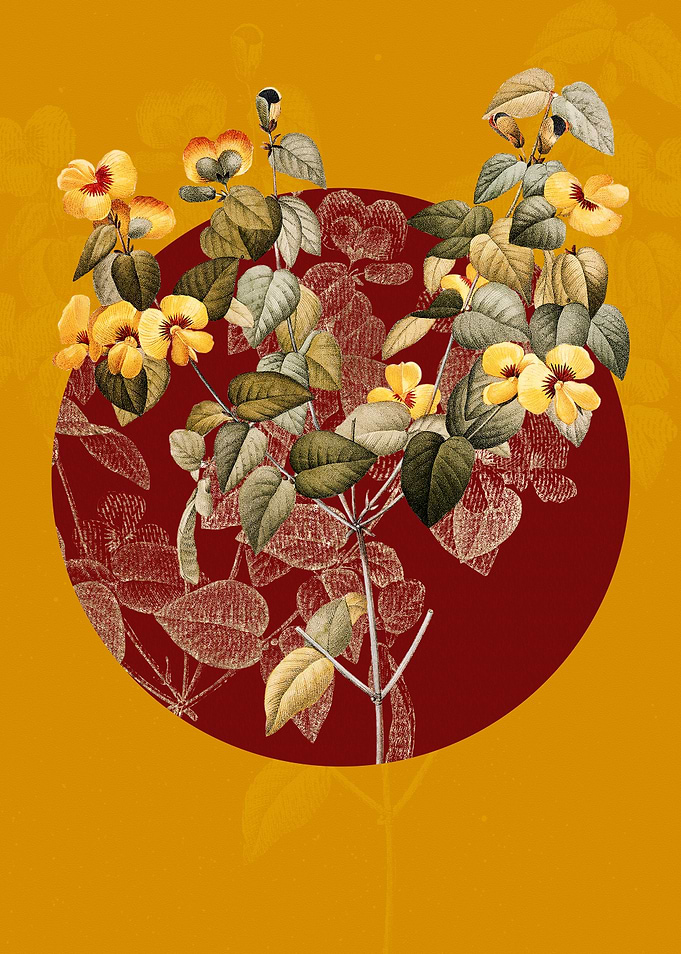Vintage Platilobium Drawn
