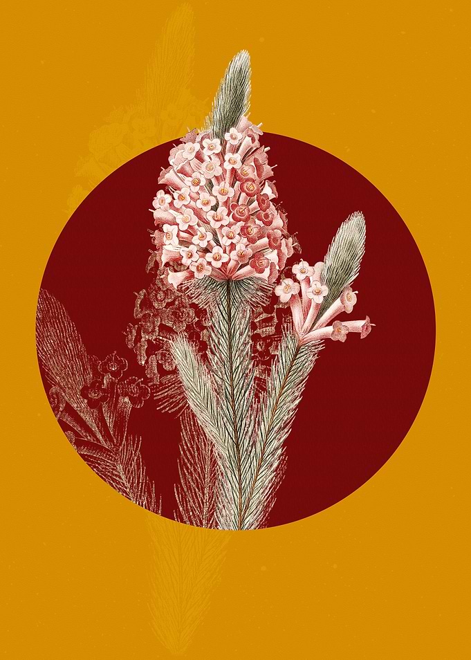 Heather Briar Root