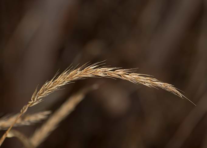 Seed head isolated