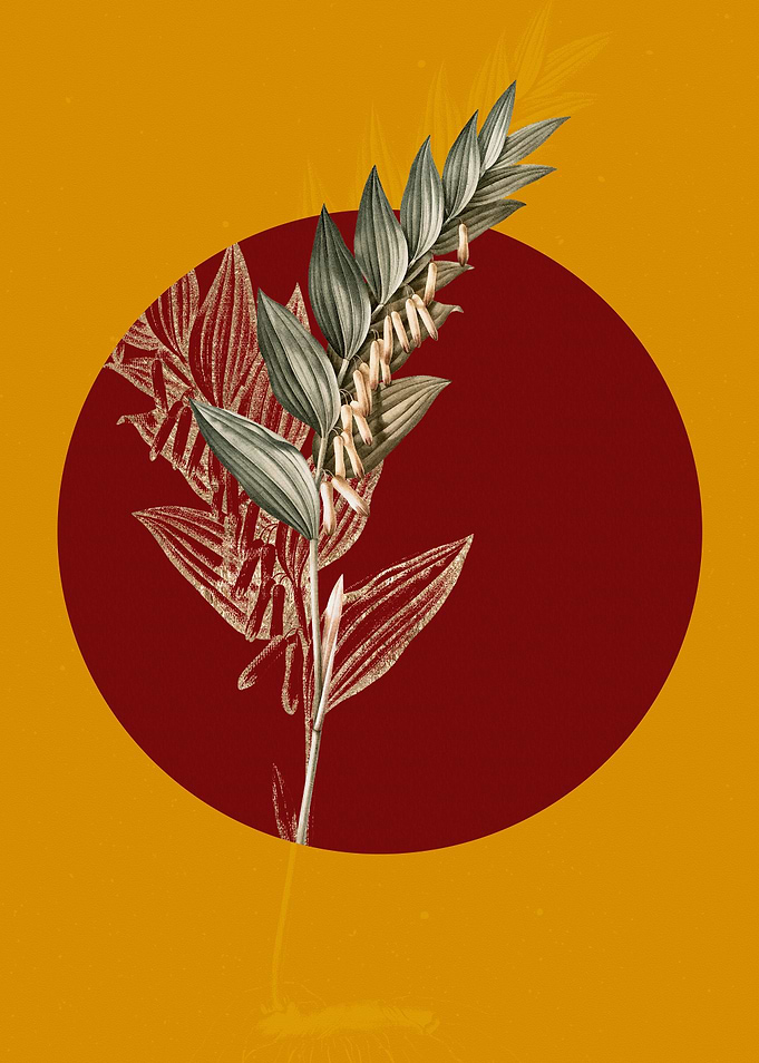 Angular Solomons Seal