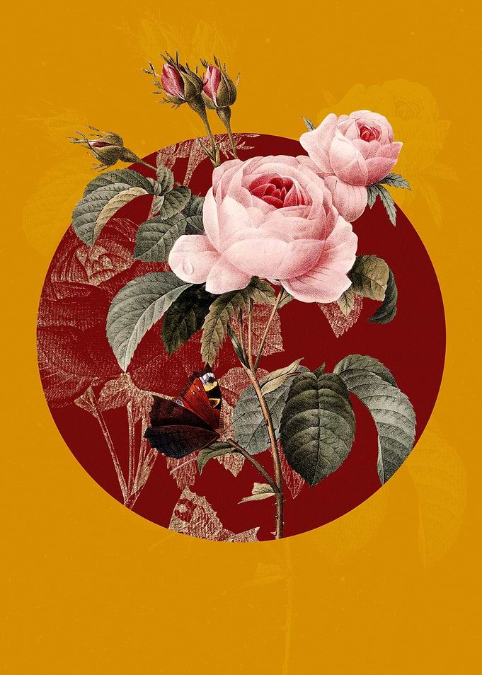Vintage Provence Rose