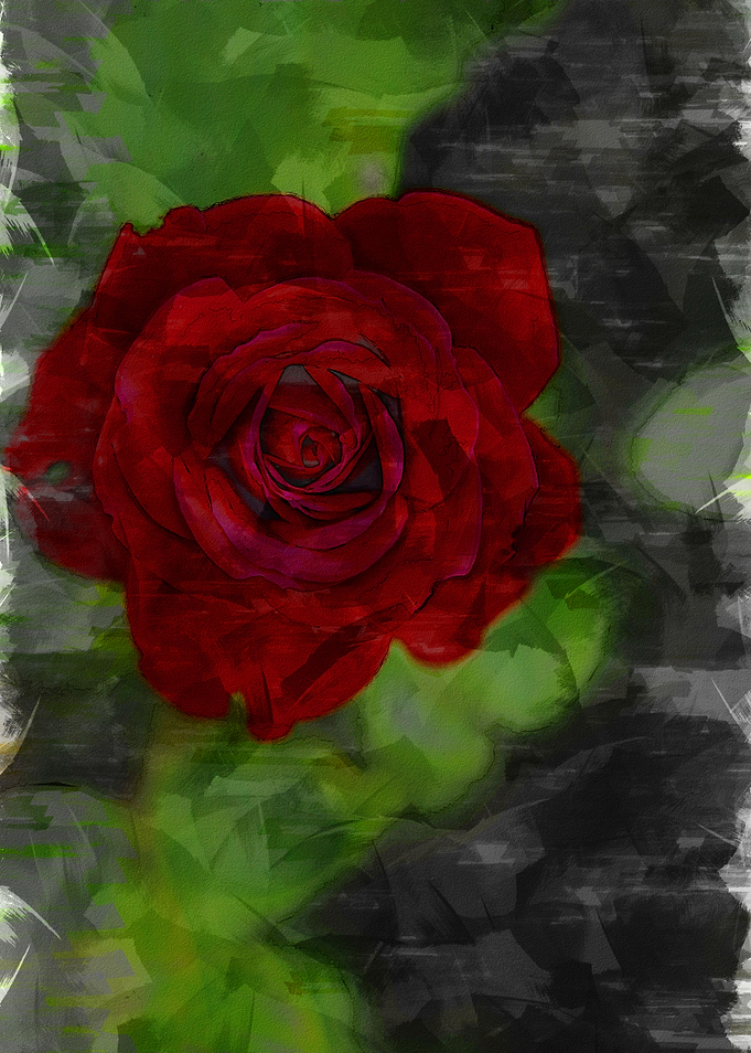 Close Up Rose Blossom 1