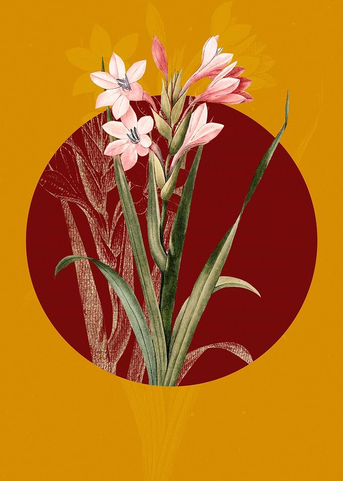 Gladiolus Saccatus