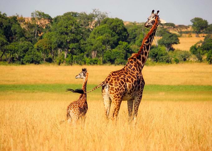Giraffe