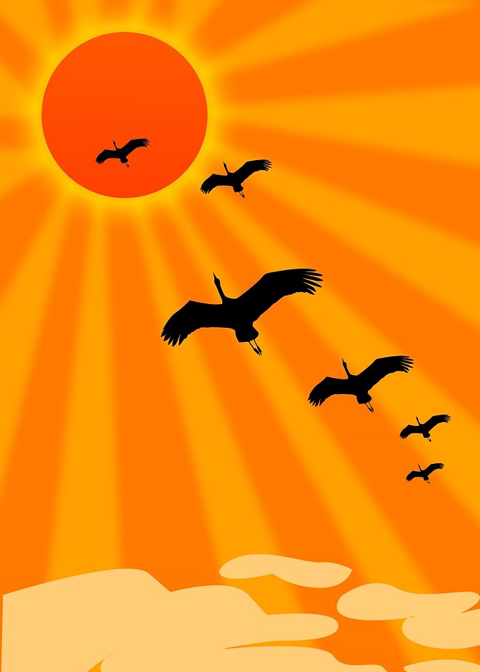 The Birds in the Sky