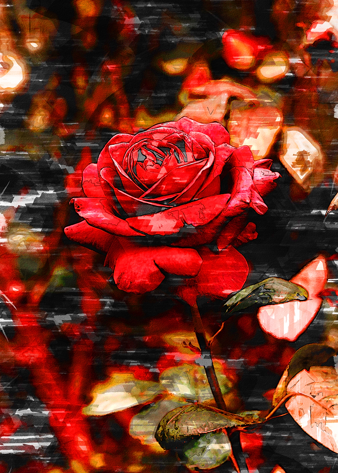 Close Up Rose Blossom 2