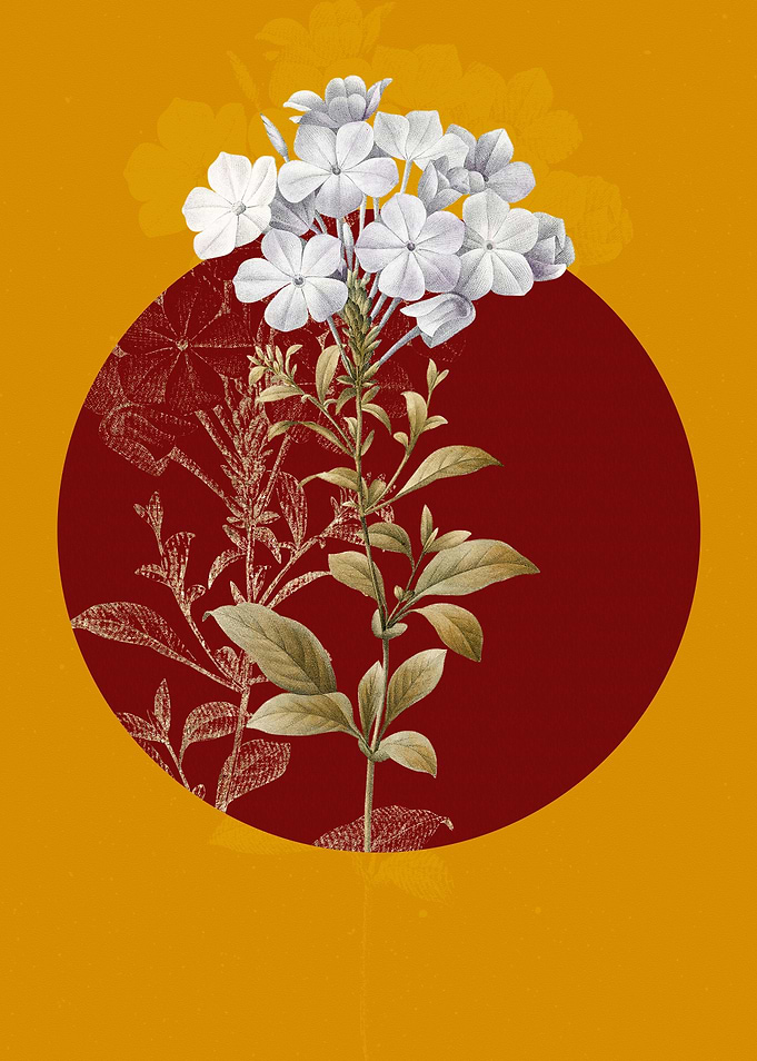 Vintage Plumbago Caerulea