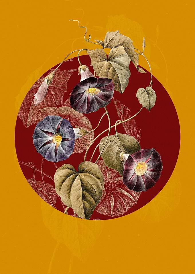 Vintage Morning Glory