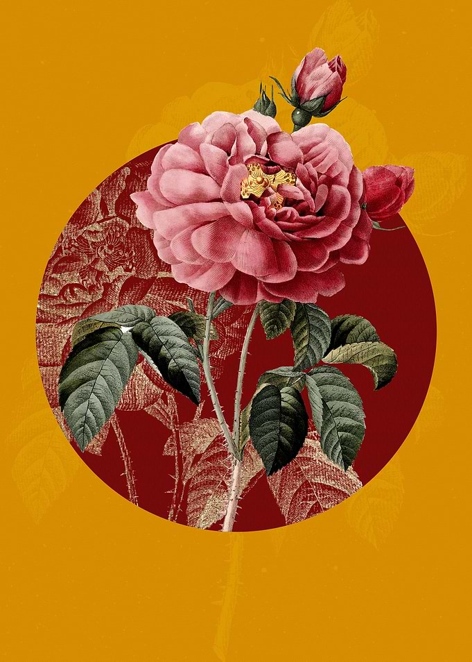 Gallic Rose