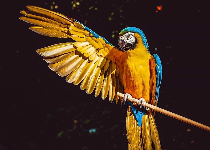 blue macaw
