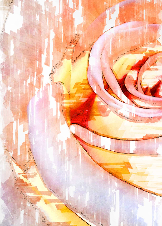 Close Up Rose Petals 1