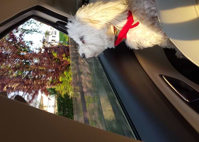 Travel Companion