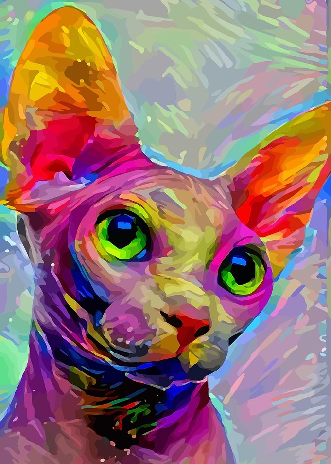 Sphynx Cat